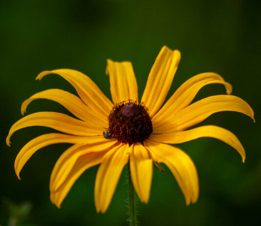 Summer Flower
