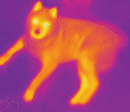 Thermal Imaging