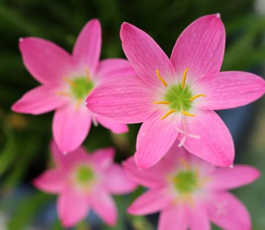 Flowers Pinkjpg