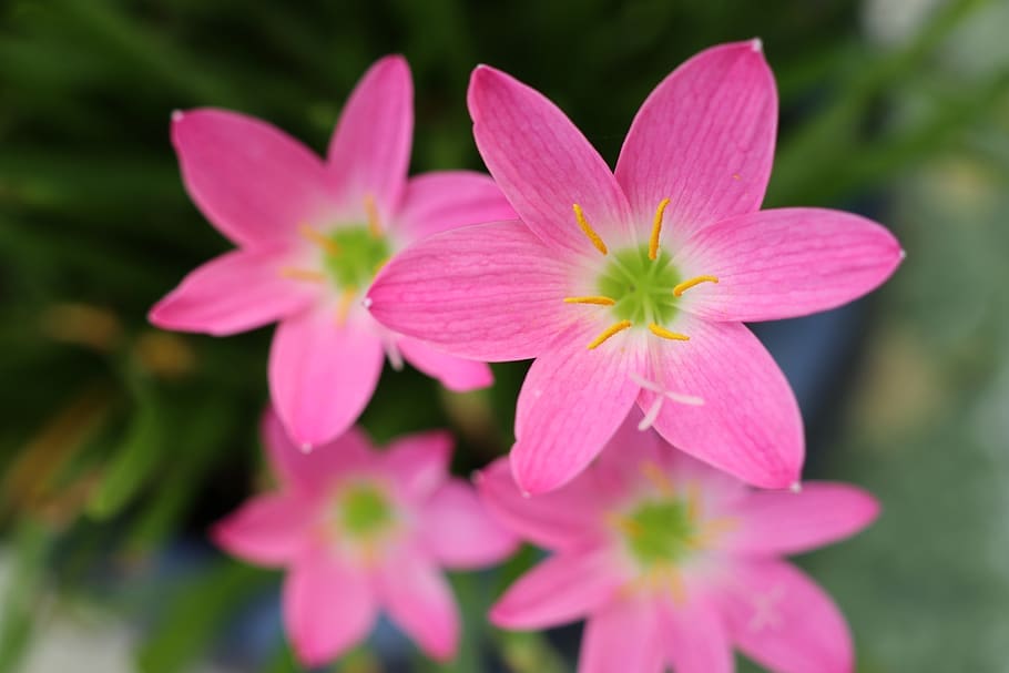 Flowers Pinkjpg