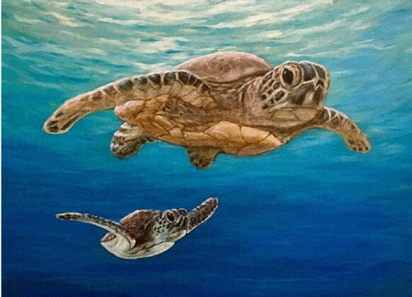 Joseph Cantin Seaturtles