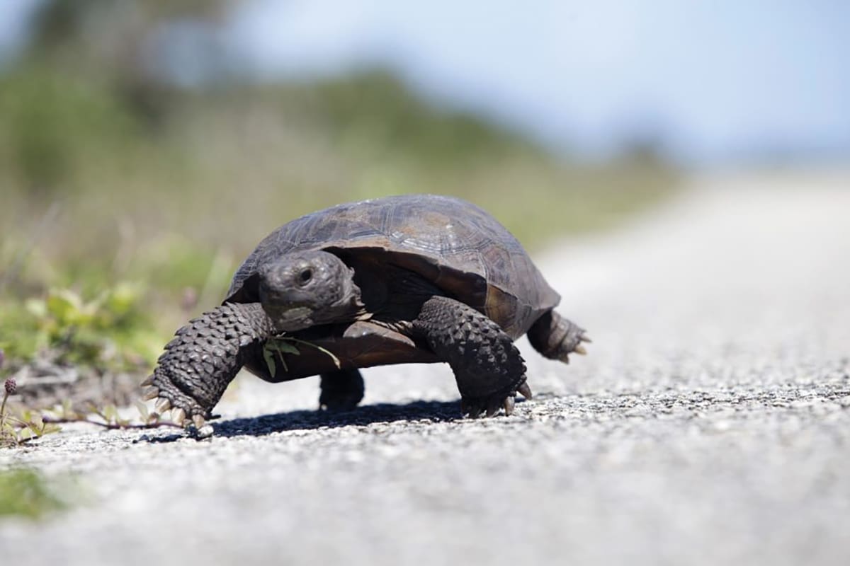 Gopher Tortoise