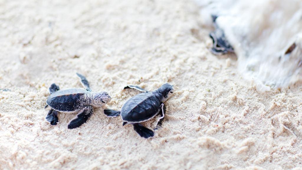 Turtle Nesting Season Underway