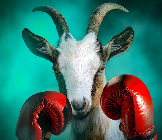 Goat With Boxing Gloves In A Dramatic Smoke Background