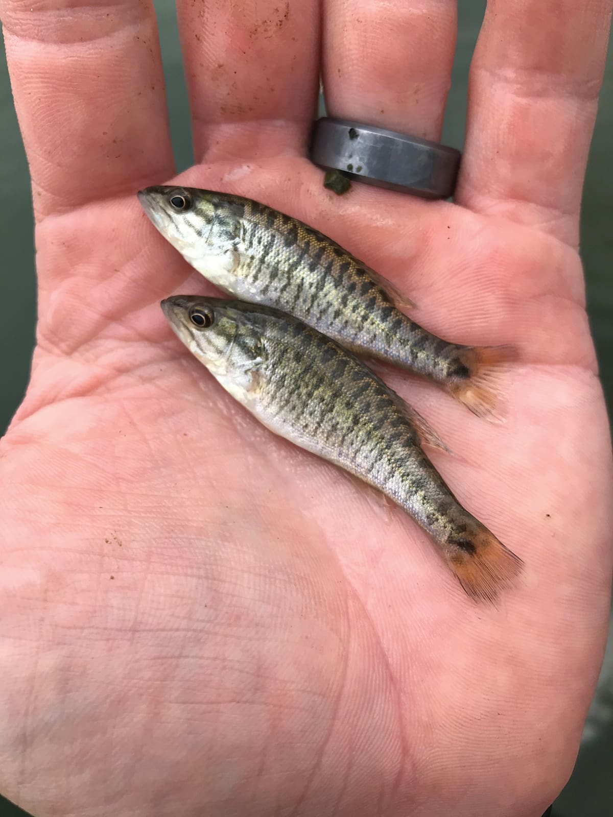 Fish Shoal Bass Fingerlings 52077390066 O