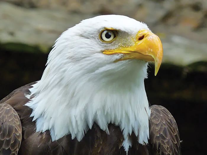 Macro Of A Bald Eagle Looking Up. Original Public Domain Image F