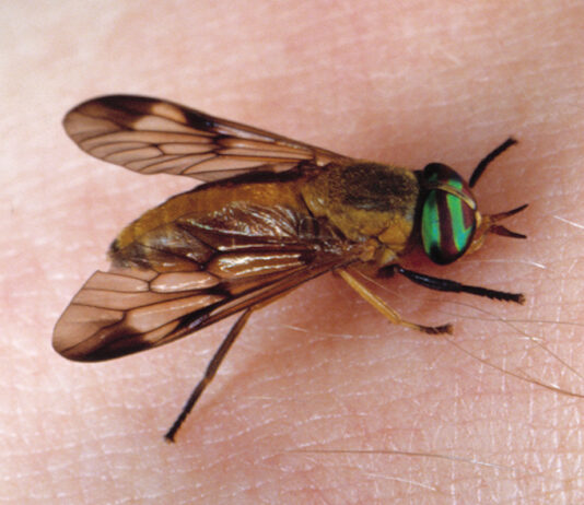 Growing Adult Yellow Fly J.f. Butler Uf Ifas