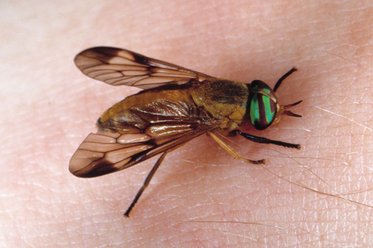 Growing Adult Yellow Fly J.f. Butler Uf Ifas