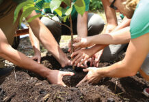 People Planting Tree Seedling Together