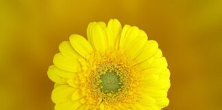 Flower In Bloom