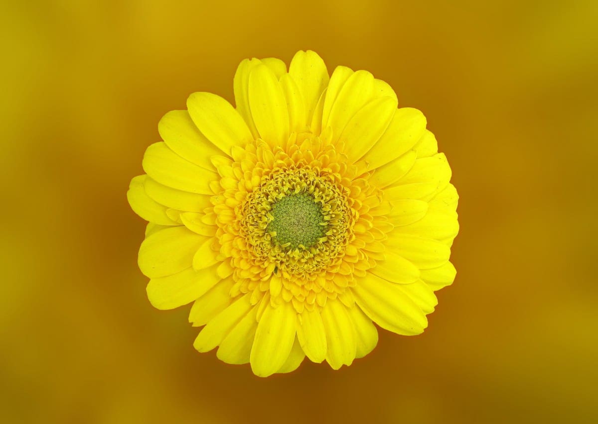 Flower In Bloom