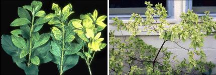 Azalea Iron Ufifas Plant Nutrient Deficiency Database