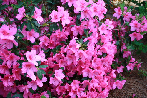 Formosa Azalea J Mcconnell Ufifas