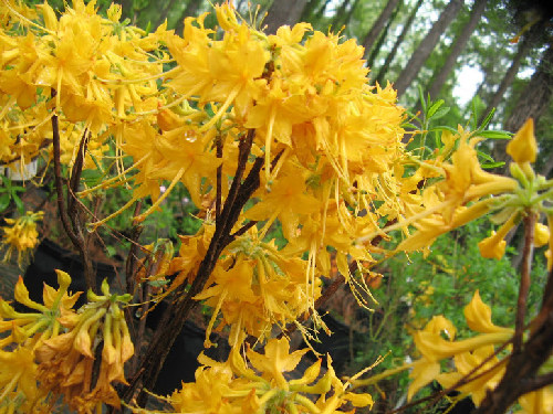 Lisa S Gold Native Azalea Blooms J Mcconnell Ufifas