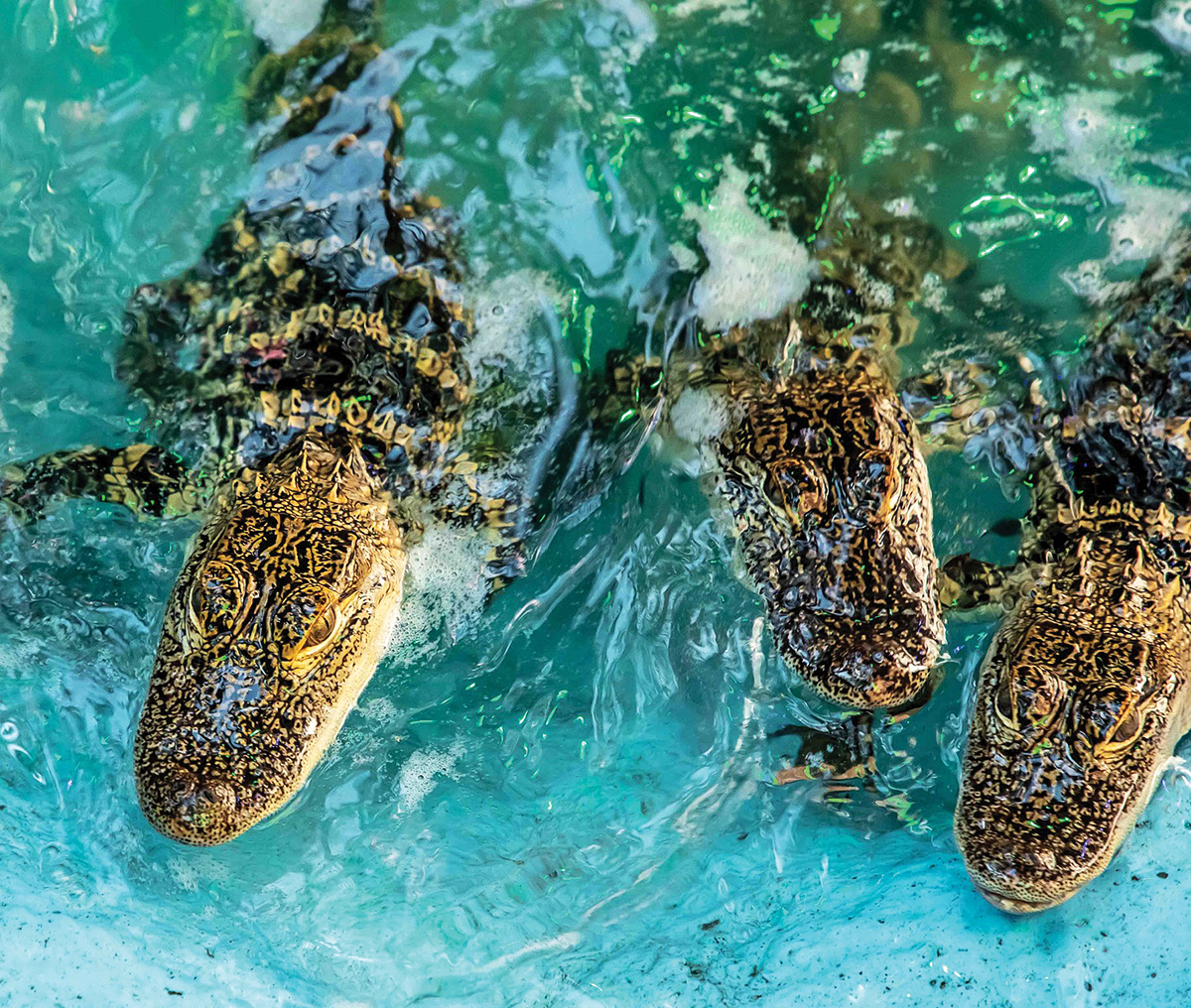 Gators + Food + Booze = Fun at Fudpucker’s GatorFest 2025
