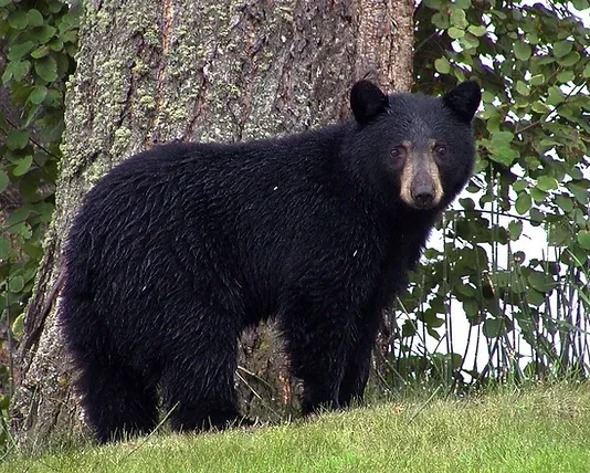 The Bear Necessities Of Conservation