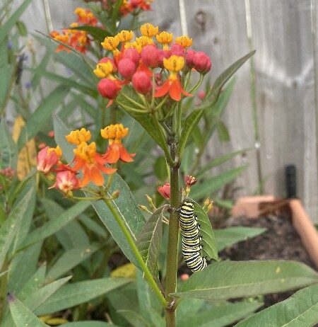 Caterpillar.2024