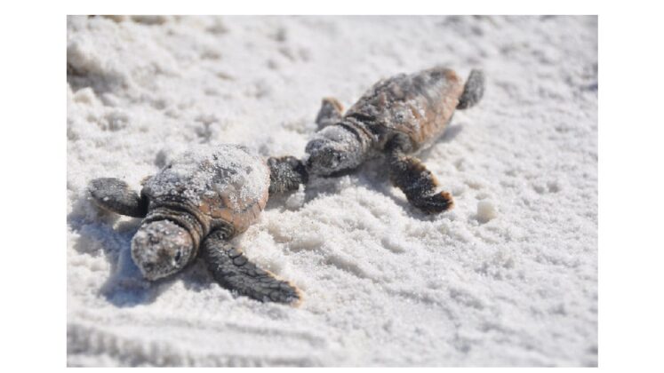 Loggerhead Hatchlings