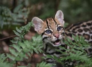 Lassoing Wildcats