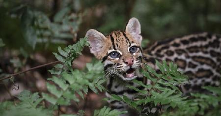 Lassoing Wildcats