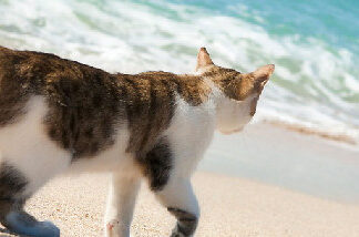 30a Cats 2