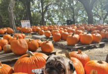 Camp Helen Pumpkin Patch With Pup