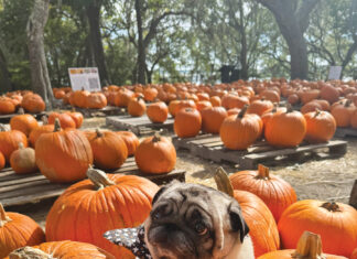 Camp Helen Pumpkin Patch With Pup