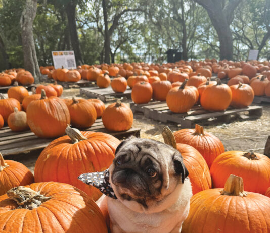Camp Helen Pumpkin Patch With Pup
