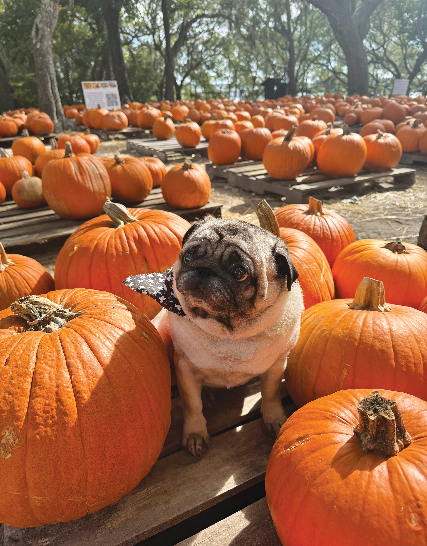 Camp Helen State Park Welcomes Fall 
