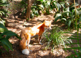 Fox 1