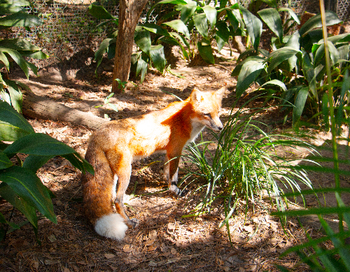 Fox 1