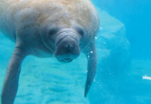 Gulfarium Manatee