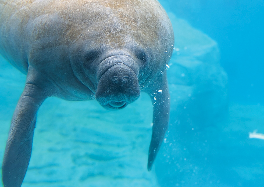 A New Chapter in Manatee Care: The Gulfarium Welcomes Lil Joe and Inigo