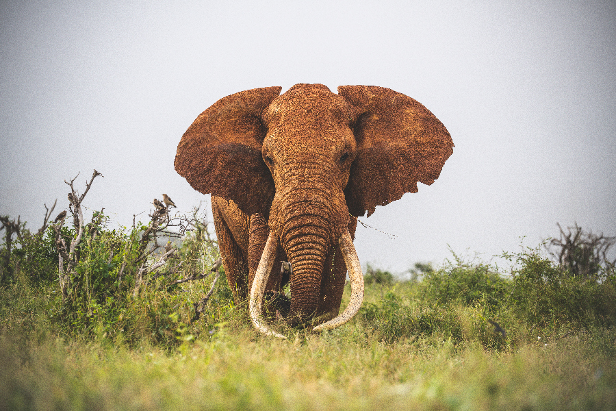 Tsavo Tuskers T 05559