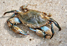 Animals On The Beach In Walton County - Crab