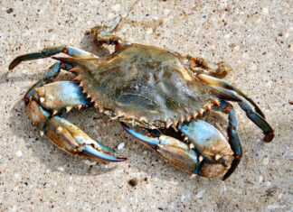 Animals On The Beach In Walton County - Crab