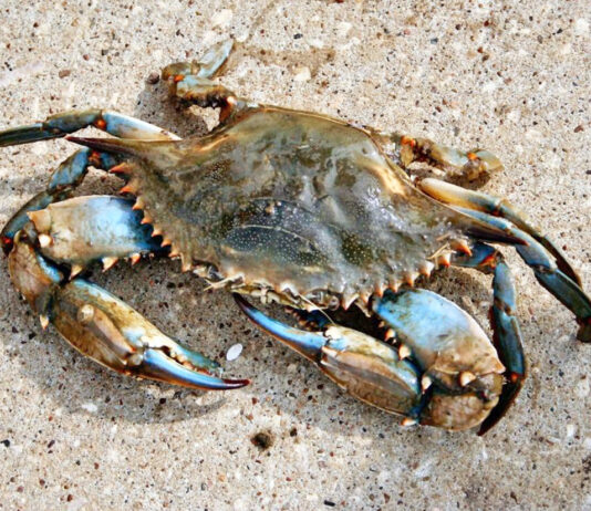 Animals On The Beach In Walton County - Crab