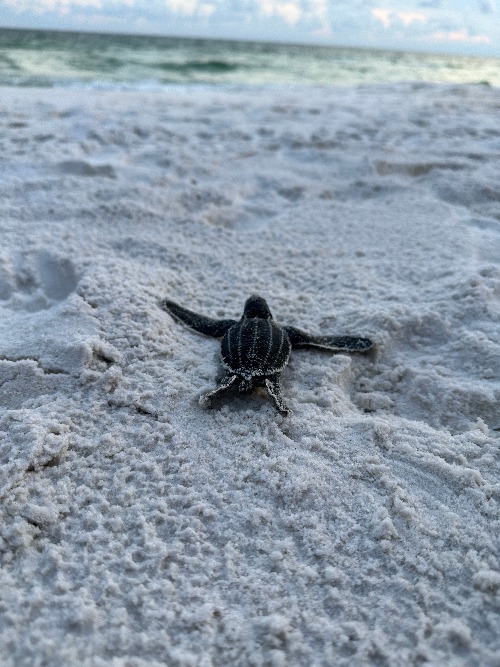 Baby Turtle