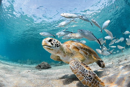 Turtle Closeup With School Of Fish