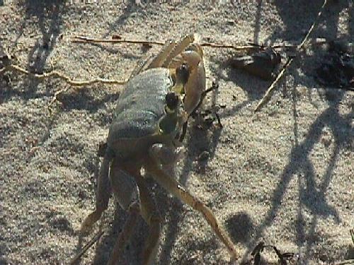 Animals 4
