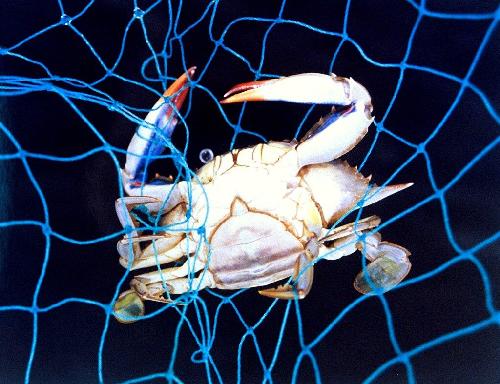 Animals 5