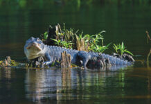 Alligator