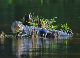 Alligator