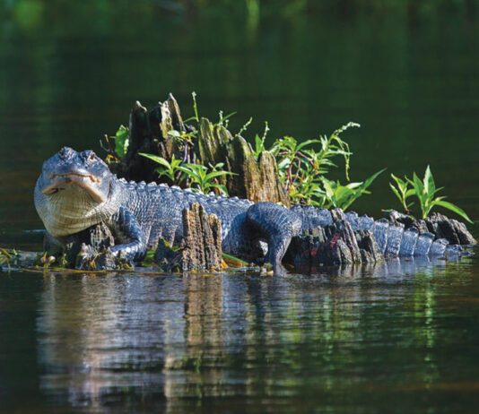 Alligator