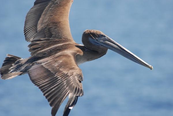 Birds 1