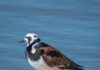 Birds 5