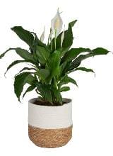 Houseplant One