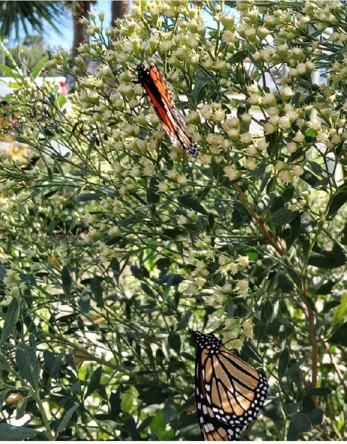 Gtgc Photo Butterflies Nov 2025