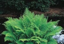 Lunch and Learn About Ferns with Green Thumb Garden Club Photo Ferns September 2026
